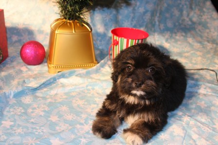 havanese-puppies